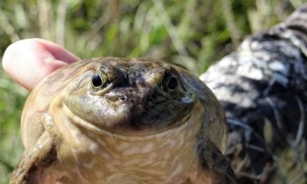 Why Not Jump At The Chance For Bullfrog Season