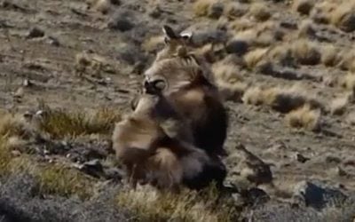 Why You Need to Go Himalayan Tahr Hunting in New Zealand