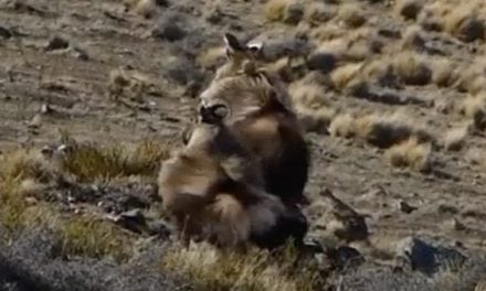 Why You Need to Go Himalayan Tahr Hunting in New Zealand