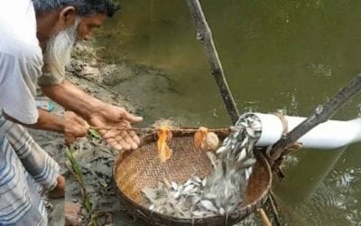 You Wouldn’t Think You’d be Able to Catch Fish With a Trap Like This