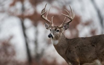 10 Things That Go Through a Deer Hunter’s Mind as the Season Approaches