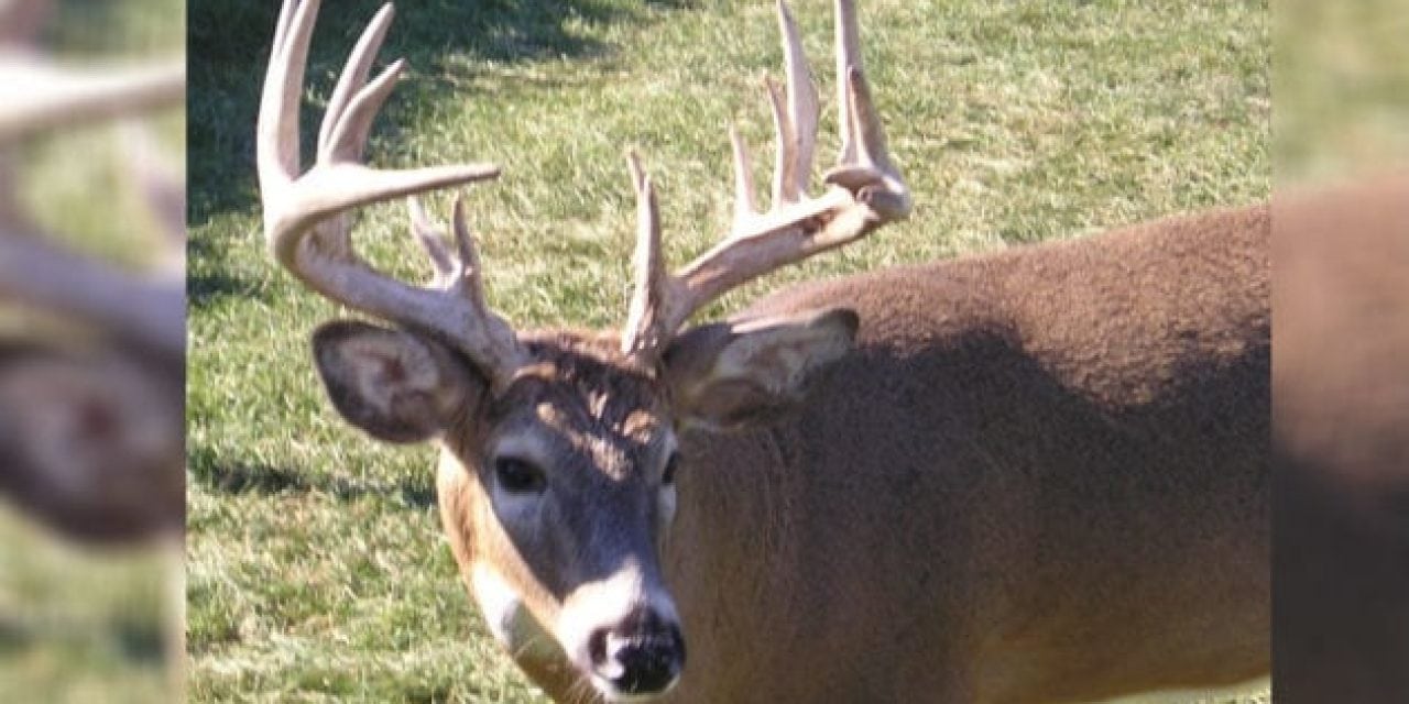 10 Things That Go Through a Deer’s Mind as Hunting Season Approaches