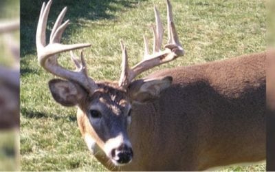 10 Things That Go Through a Deer’s Mind as Hunting Season Approaches