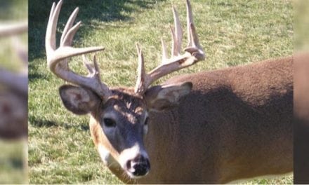 10 Things That Go Through a Deer’s Mind as Hunting Season Approaches
