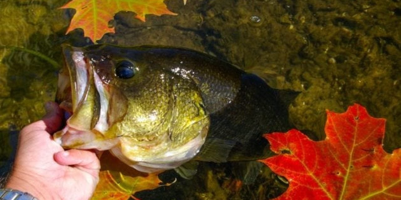4 Proven Baits for Better Fall Bass Fishing