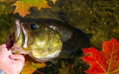 4 Proven Baits for Better Fall Bass Fishing