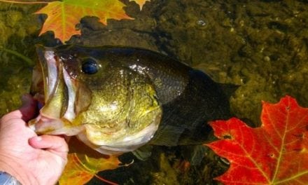 4 Proven Baits for Better Fall Bass Fishing