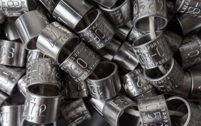 Banding Canada Geese