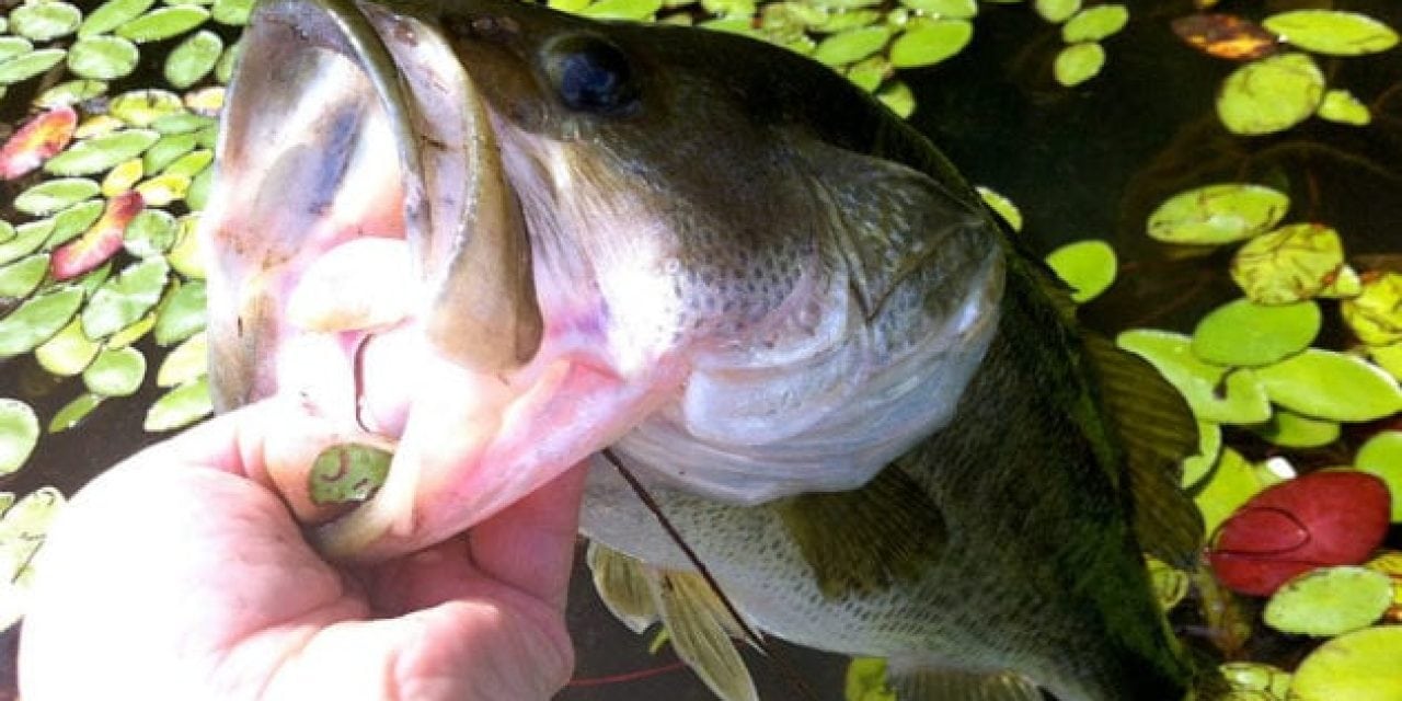 Bass Fishing 101: Fearlessly Fish Bass in Cover Vegetation