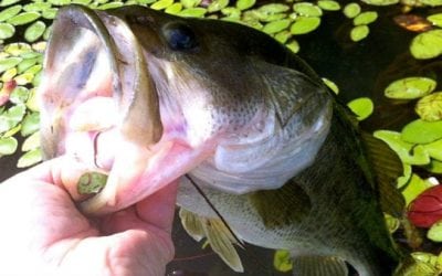 Bass Fishing 101: Fearlessly Fish Bass in Cover Vegetation