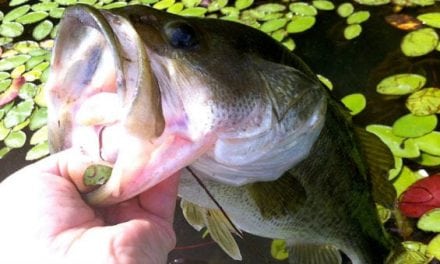 Bass Fishing 101: Fearlessly Fish Bass in Cover Vegetation