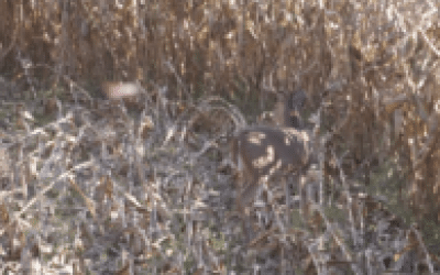 Best Shot on Deer Aided by Energy & Angle