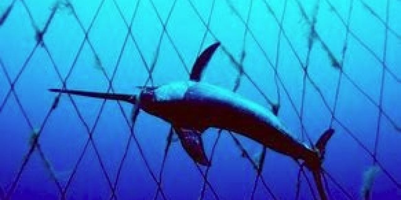 California Modernizes Swordfish Fishery