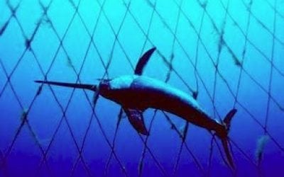 California Modernizes Swordfish Fishery