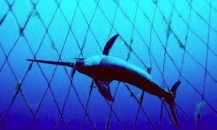 California Modernizes Swordfish Fishery