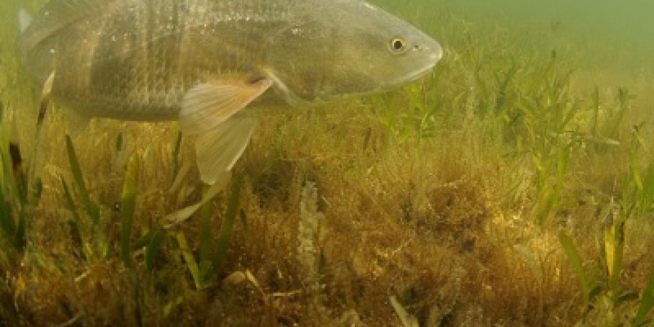 COASTAL CONSERVATION ASSOCIATION TO SUPPORT REDFISH RECOVERY