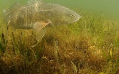 COASTAL CONSERVATION ASSOCIATION TO SUPPORT REDFISH RECOVERY