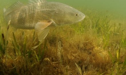 COASTAL CONSERVATION ASSOCIATION TO SUPPORT REDFISH RECOVERY