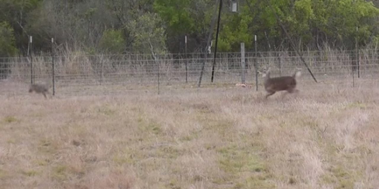 Coyotes Chase Deer Right Into Hunter’s Crosshairs