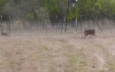 Coyotes Chase Deer Right Into Hunter’s Crosshairs
