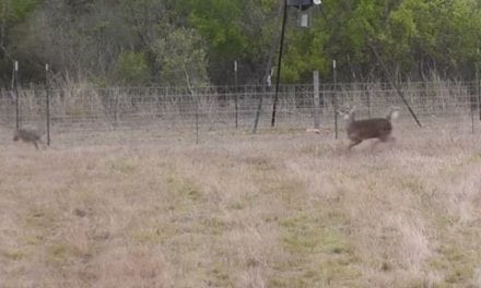 Coyotes Chase Deer Right Into Hunter’s Crosshairs