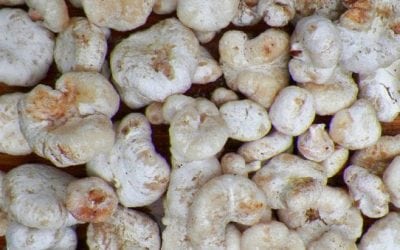 Entoloma Abortivum: The CatDog of Mushrooms