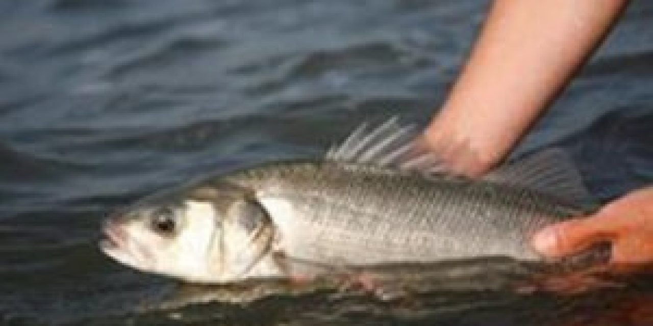 European Commission set to reinstate one bag bass limit