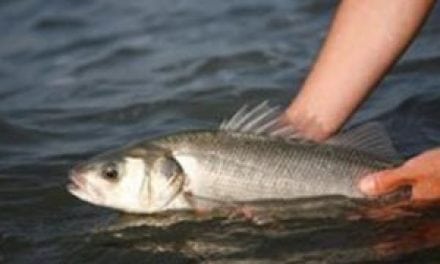 European Commission set to reinstate one bag bass limit