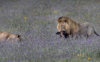 Every Picture Tells A Story