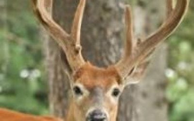 Factors that Determine When Bucks Peel Velvet