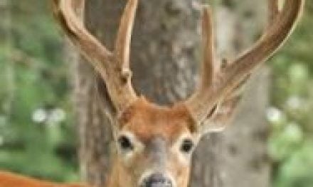 Factors that Determine When Bucks Peel Velvet