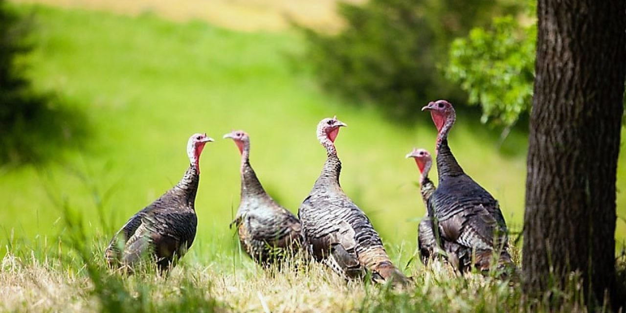 Fall Wild Turkey Hunting 101: Tips For Beginners From The Experts