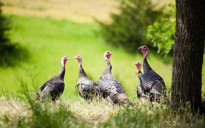 Fall Wild Turkey Hunting 101: Tips For Beginners From The Experts