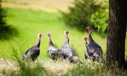 Fall Wild Turkey Hunting 101: Tips For Beginners From The Experts