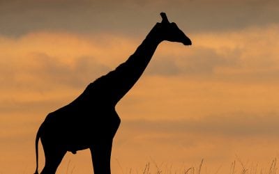 Favorite Light For Animals