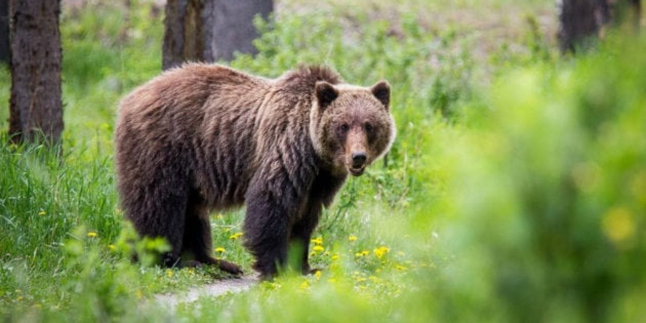 Federal Judge Blocks Yellowstone-Area Grizzly Hunt