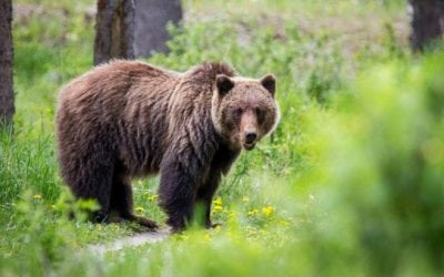 Federal Judge Blocks Yellowstone-Area Grizzly Hunt