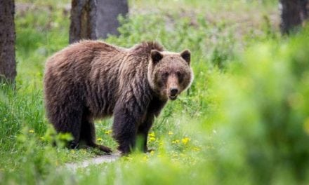 Federal Judge Blocks Yellowstone-Area Grizzly Hunt