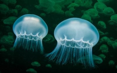 Feeling Lucky In The Inside Passage