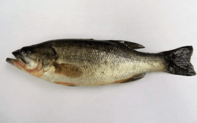First Alaskan Largemouth Bass Record Has Been Set at 7.5 Inches