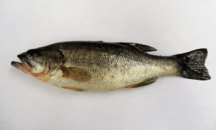 First Alaskan Largemouth Bass Record Has Been Set at 7.5 Inches