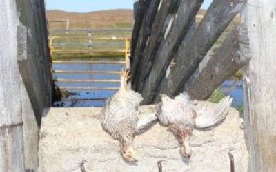 Grouse and Chickens – First Leg of My Upland Slam