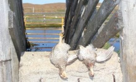 Grouse and Chickens – First Leg of My Upland Slam