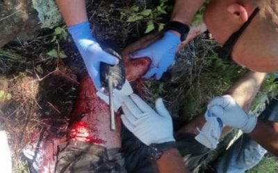 Harrowing New Mexico Bear Attack Finally Stopped With a Glock 10mm Pistol