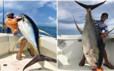 How Does Voodoo Fishing Charters Get These Big Yellowfin Tuna in the Boat?