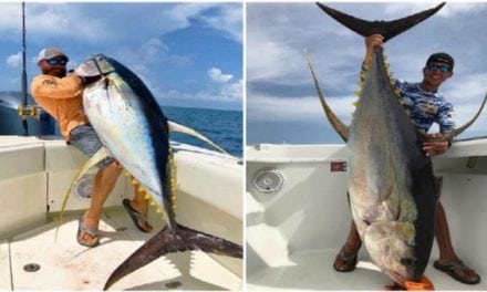 How Does Voodoo Fishing Charters Get These Big Yellowfin Tuna in the Boat?