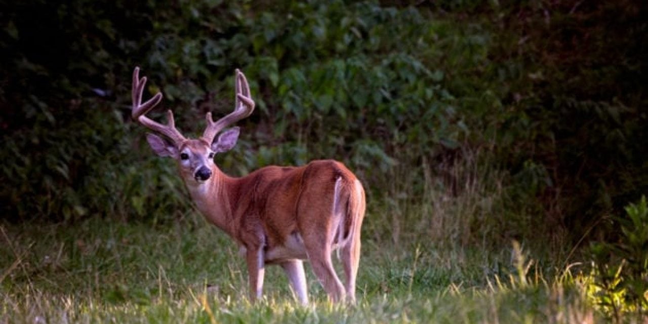 How to Get an Early Start On Deer Season