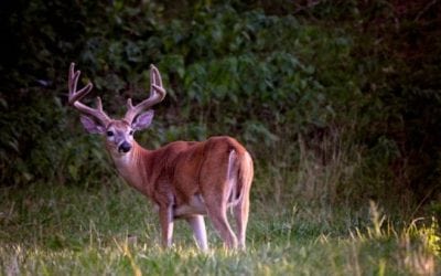How to Get an Early Start On Deer Season