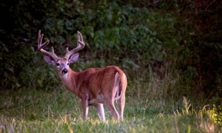 How to Get an Early Start On Deer Season
