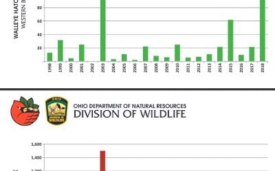 Lake Erie Western Basin Walleye, Yellow Perch Numbers Strong